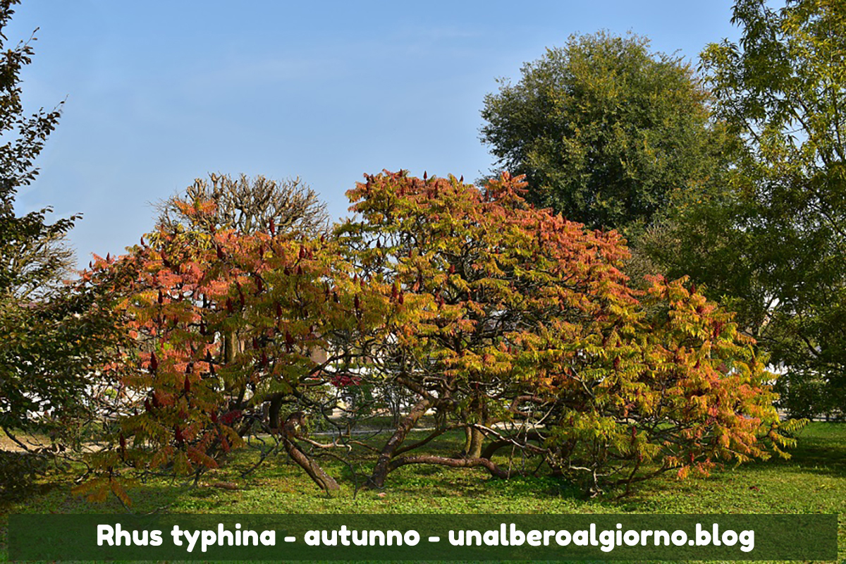 mondo-del-giardino Rhus typhina copertina