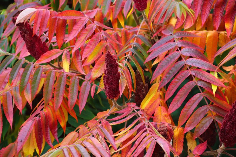mondo-del-giardino rhus typhina 