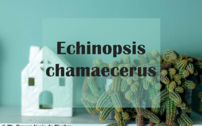 Echinopsis chamaecereus