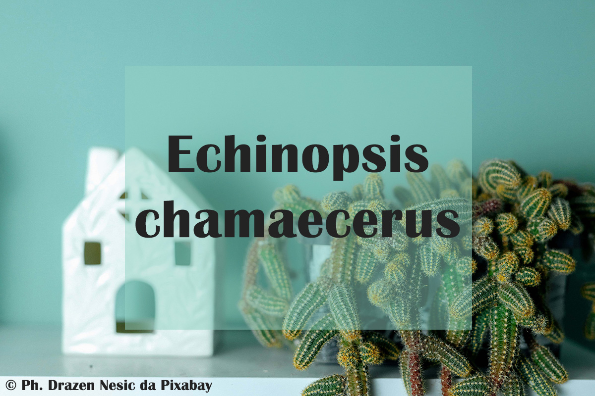 mondo-del-giardino Echinopsis chamaecereus copertina