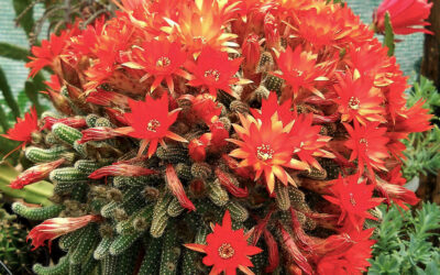 Echinopsis chamaecereus