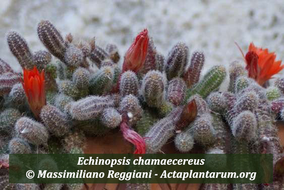 Echinopsis_chamaecereus1_ph massimiliano reggiani_actaplantarumorg mondo-del-giardino Echinopsis chamaecereus
