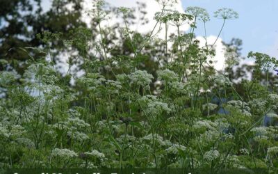 Pimpinella major – Greater burnet