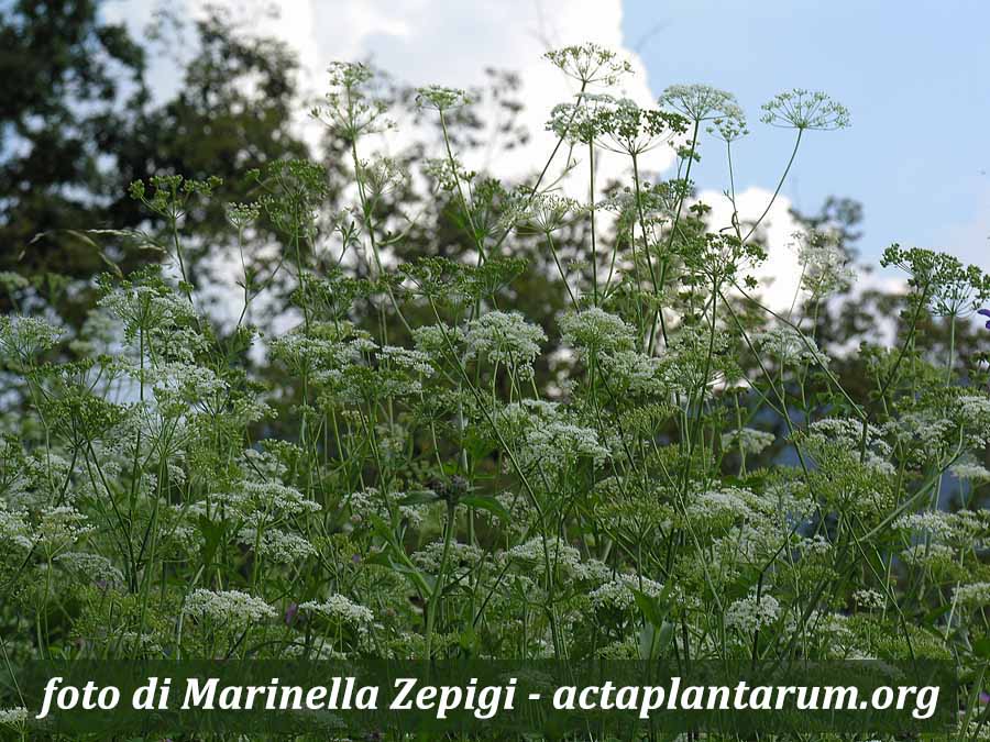 mondo-del-giardino pimpinella major pianta