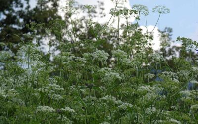 Greater burnet