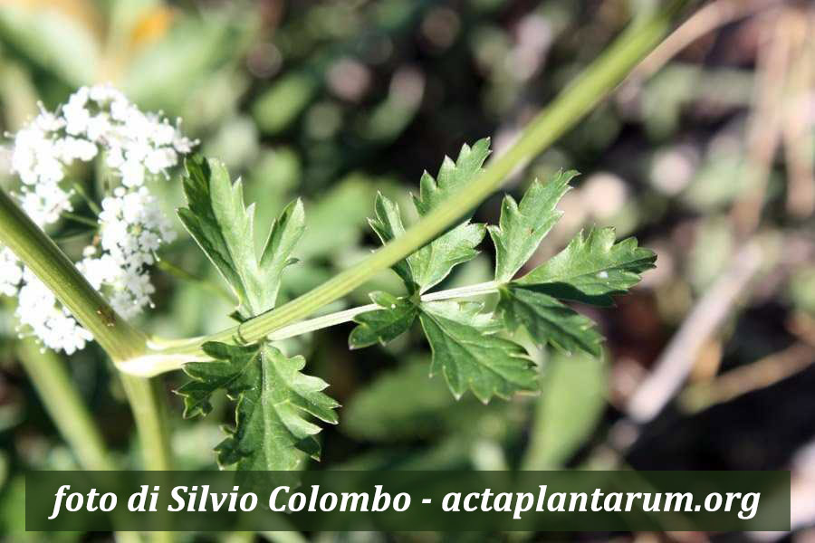 Pimpinella major_Silvio Colombo_actaplantarumorg mondo-del-giardino pimpinella major