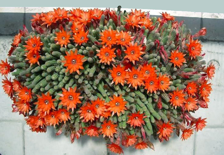 mondo-del-giardino Echinopsis chamaecereus copertina