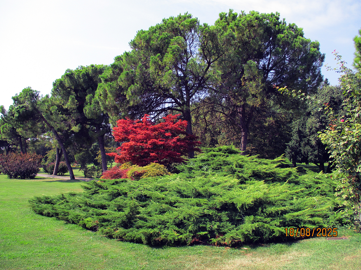 A_IMG_0911_1_web mondo-del-giardino parco sigurta ginepro