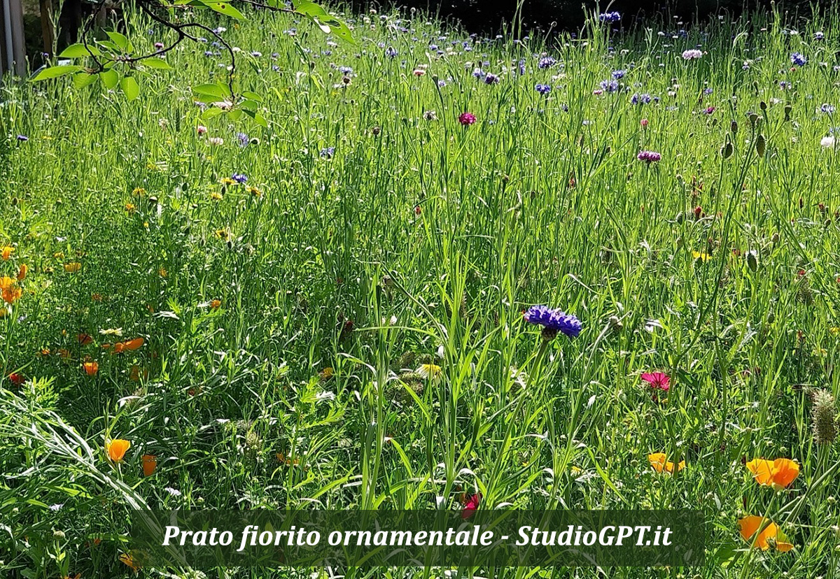 2 Vegini_Prato fiorito ornamentale mondo-del-giardino seriate punta sul paesaggio prato fiorito