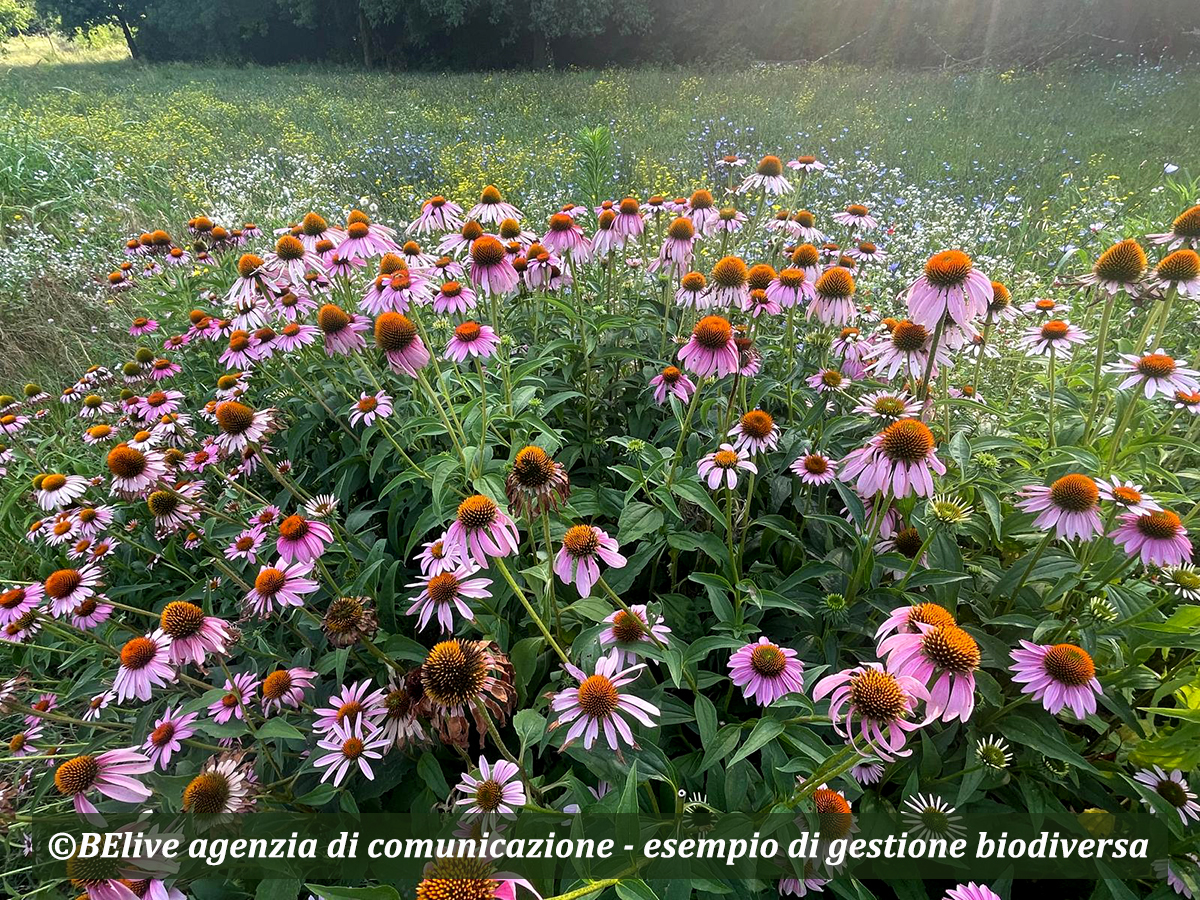3 Studio Belive - piante per la biodiversità4_web mondo-del-giardino seriate punta sul paesaggio